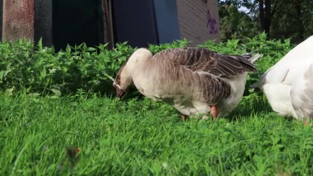 Engraçado Bonito Ganso Marrom Pastando Campo Grama Perto Moitas Urtiga — Vídeo de Stock