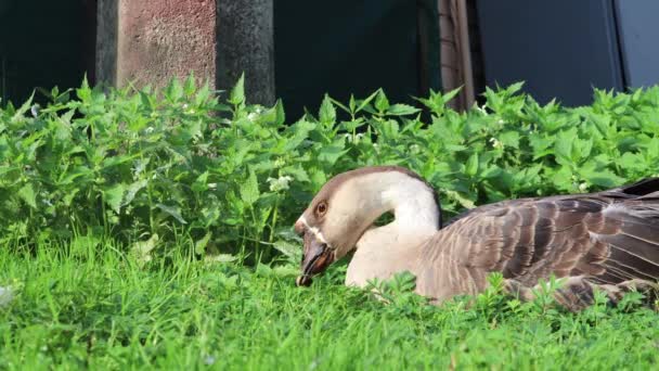 Lustige Süße Braune Gans Weidet Auf Einer Wiese Der Nähe — Stockvideo