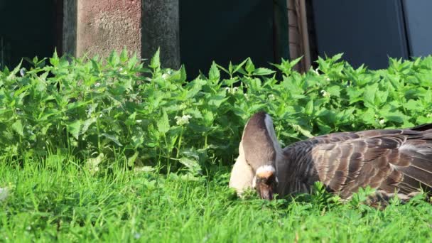 Divertente Carino Marrone Oca Pascolo Campo Erba Vicino Fitte Boscaglie — Video Stock