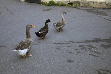 Asfalt şehir sokak boyunca tek dosyada iki komik Gri kaz ve ördek yürümek