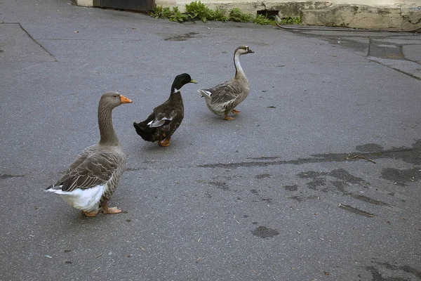 Dos Divertidos Gansos Grises Patos Caminan Una Sola Fila Largo —  Fotos de Stock