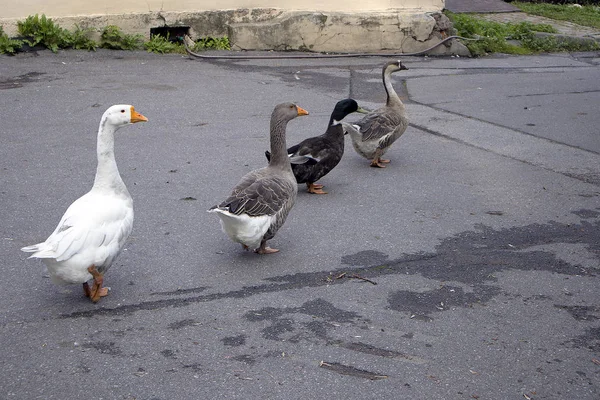 Funny Geese Family Duck Walk Single File Asphalt City Street — Stock Photo, Image