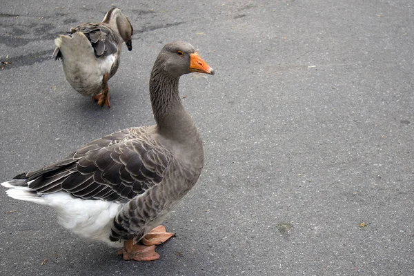 Dos Lindos Gansos Marrones Domésticos Caminando Por Carretera Asfaltada Urbana — Foto de Stock