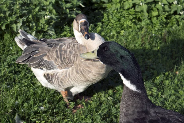 Dos Aves Granja Ganso Marrón Drake Con Cabeza Verde Contra — Foto de Stock