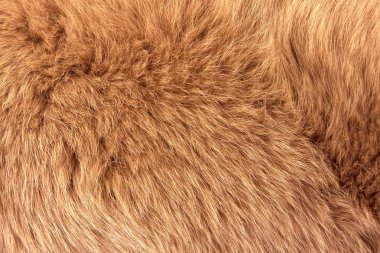 Natural fur of red polar fox closeup, may be used as background or texture clipart