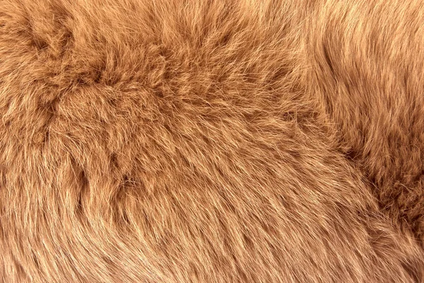 Doğal kürk kırmızı polar fox closeup, arka plan veya doku olarak kullanılabilir