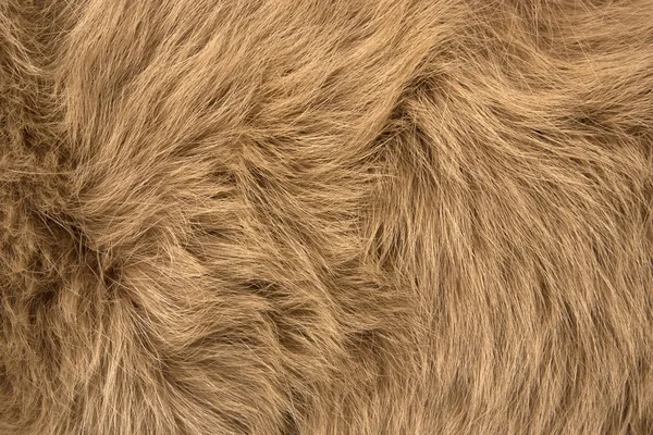 Pele Natural Closeup Raposa Polar Vermelha Pode Ser Usado Como — Fotografia de Stock