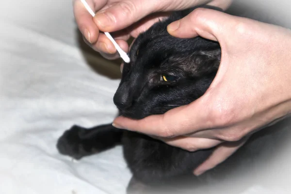 Veterinary doctor checking up the eyes of black oriental cat, hands closeup