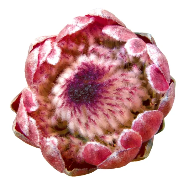 Прекрасный Розовый Бутон Protea Magnifica Королева Южноафриканских Цветов — стоковое фото