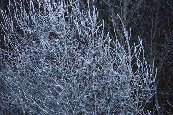 Paisaje Nocturno Invierno Con Árbol Congelado Ramas Desnudas Nevadas Luz — Foto de Stock