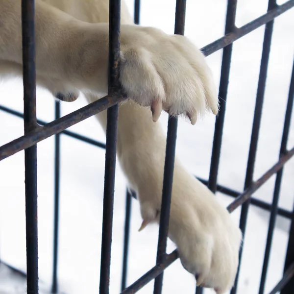 White paws of american akita dog staying in a big iron cage outdoors