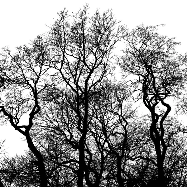 Силуэт Голых Деревьев Черные Чересстрочные Ветви Изолированы Белом Фоне — стоковое фото