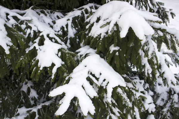 Bosque Invierno Ramas Abeto Congeladas Cubiertas Nieve Cerca Humor Invierno — Foto de Stock