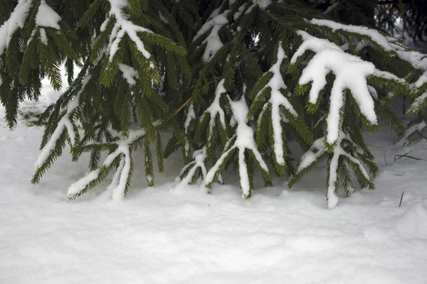 Bosque Invierno Ramas Abeto Congeladas Cubiertas Nieve Cerca Humor Invierno — Foto de Stock