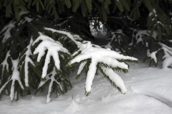 Bosque Invierno Ramas Abeto Congeladas Cubiertas Nieve Cerca Humor Invierno — Foto de Stock