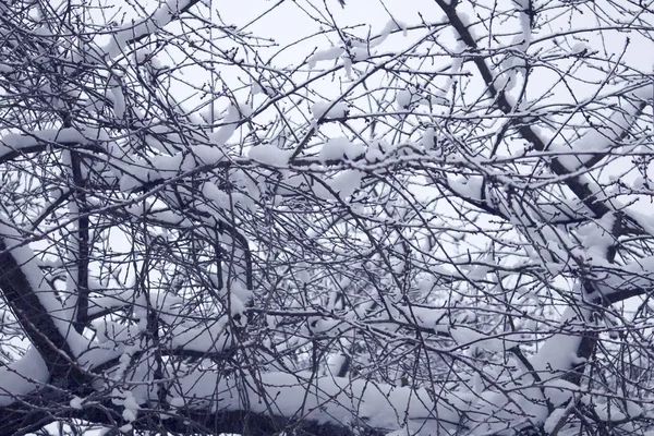 Intercalado Pequeñas Ramas Desnudas Cubiertas Nieve Humor Invierno — Foto de Stock