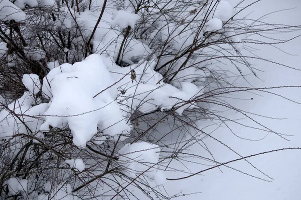 Intercalado Pequeñas Ramas Arbusto Desnudo Cubiertas Nieve Humor Invierno — Foto de Stock