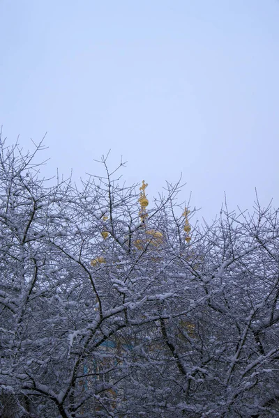 Intercalado Ramas Árboles Desnudos Cubiertos Nieve Contra Cielo Azul Cúpulas — Foto de Stock