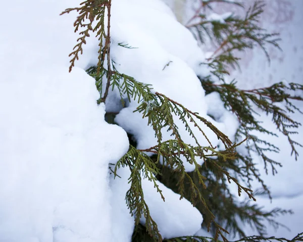 Winter garden, frozen thuja branches covered with snow close up. Winter mood