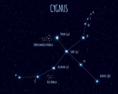 Cygnus (The Swan) constellation, vector illustration with the names of basic stars against the starry sky clipart