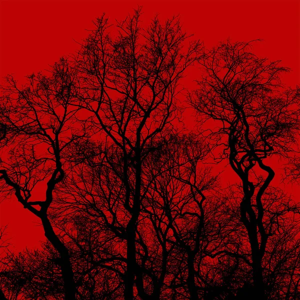 Silhouette Kahler Bäume Mit Verflochtenen Ästen Vor Leuchtend Rotem Hintergrund — Stockfoto
