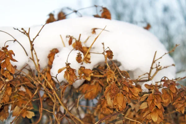 Arbusto Lúpulo Amarillento Jardín Invierno Con Sombrero Nieve Parte Superior — Foto de Stock