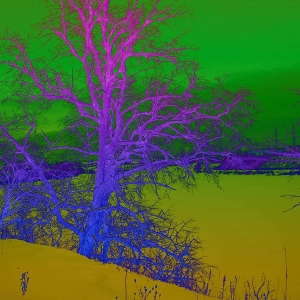 Живописный Зимний Пейзаж Голым Деревом Против Снежных Холмов Зеленого Неба — стоковое фото