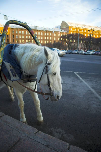 Забавный Милый Белый Конь Прикованный Повозке Ждет Туристов Городской Улице — стоковое фото