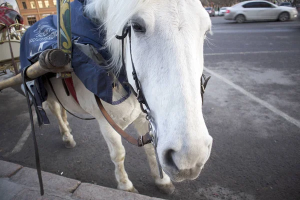 Забавный Милый Белый Конь Прикованный Повозке Ждет Туристов Городской Улице — стоковое фото