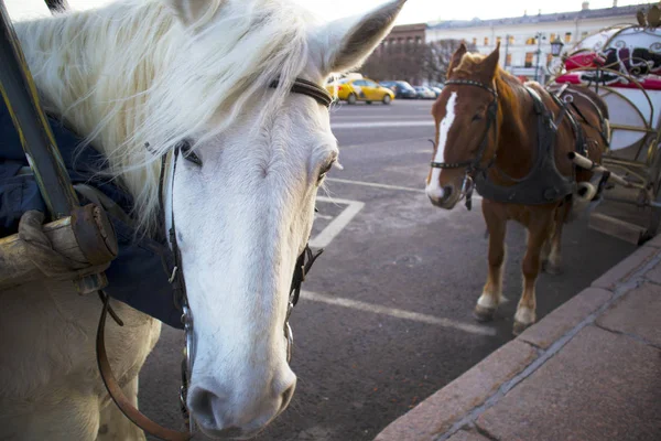 Две Милые Запряженные Лошади Ждут Пассажиров Прогулки Городу Конном Экипаже — стоковое фото