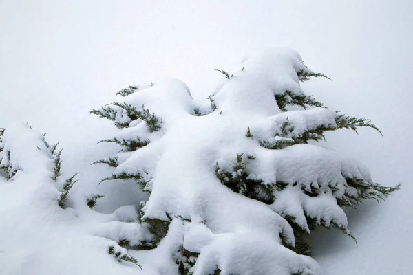 Jardín Invierno Ramas Thuja Congeladas Cubiertas Nieve Cerca Humor Invierno — Foto de Stock