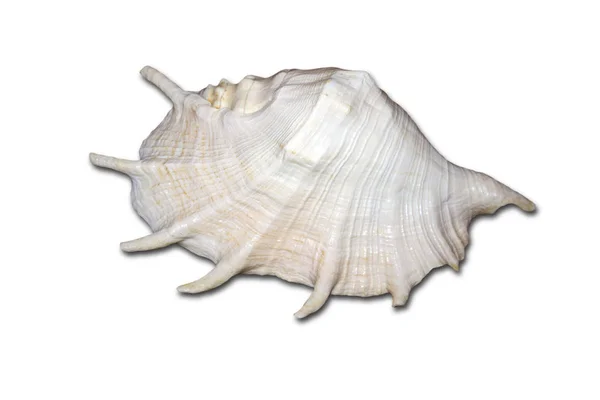 Riesige Weiße Muschel Mit Einem Perlenton Isoliert Auf Weißem Hintergrund — Stockfoto