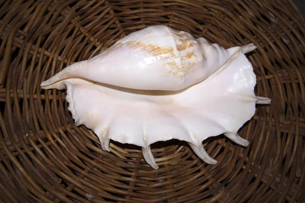 Huge White Sea Shell Pearl Tone Lying Wicker Stand — Stock Photo, Image