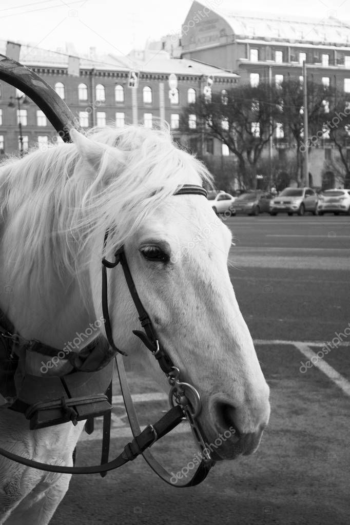Funny cute white horse harnessed to a walking carriage waiting for the tourists on the city street