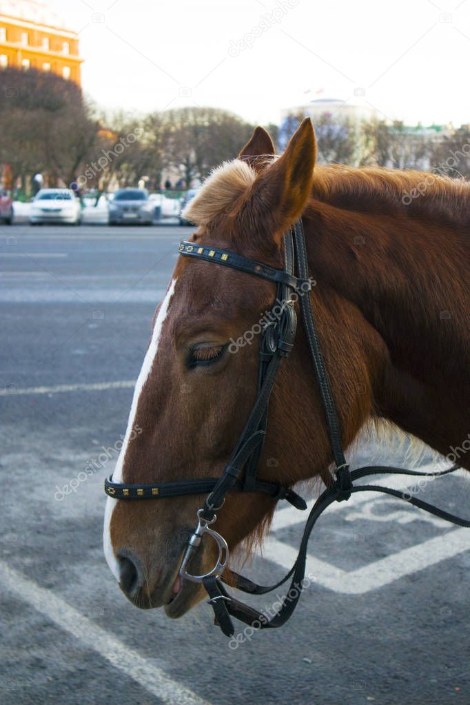 Profile of funny cute brown horse waiting for the passengers on the city street