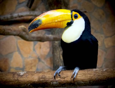 Hayvanat bahçesinde bir kafeste bir şube üzerinde oturan büyük bir sarı Gaga ile parlak Toucan