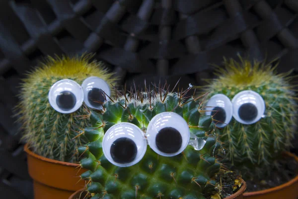 Grappige Cactusfamilie Drie Kleine Succulente Cactussen Met Plastic Ogen Groeien — Stockfoto