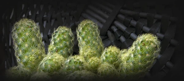 Cactus Suculento Verde Con Muchos Niños Brotes Contra Cubierta Mimbre —  Fotos de Stock