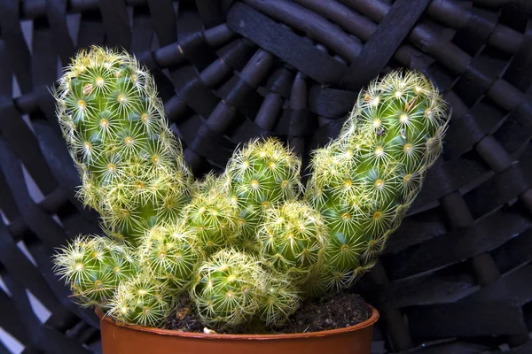 Groene Succulente Cactus Met Veel Kinderen Spruiten Groeien Een Plastic — Stockfoto