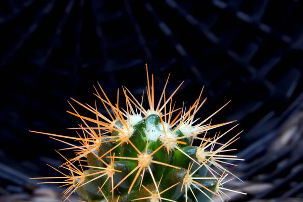Top Living Succulent Green Cactus Fluffy Orange Needles Dark Wicker — Stock Photo, Image