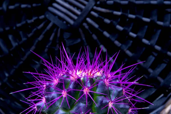 Parte Superior Del Cactus Verde Suculento Vivo Con Agujas Violetas —  Fotos de Stock