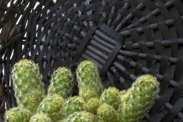 Groene Succulente Cactus Met Veel Kinderen Spruiten Tegen Donkere Rieten — Stockfoto