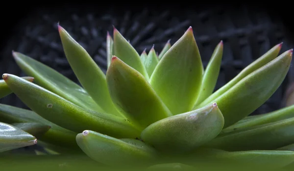 Mooie Groene Cactus Met Sappige Stekelige Bladeren Genaamd Stone Rose — Stockfoto