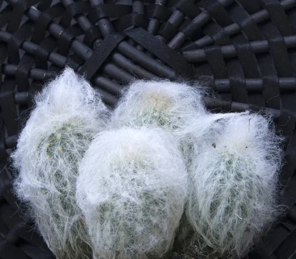 Four young snow cacti growing in a pot against wicker cover