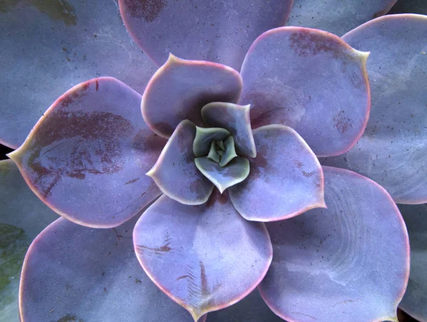 Vacker Violett Kaktus Med Saftiga Taggiga Löv Som Heter Stone — Stockfoto