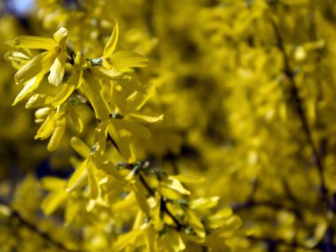 Çiçek açan Forsythia Intermedia dalları parkta büyüyen parlak sarı çiçeklerle kaplı 
