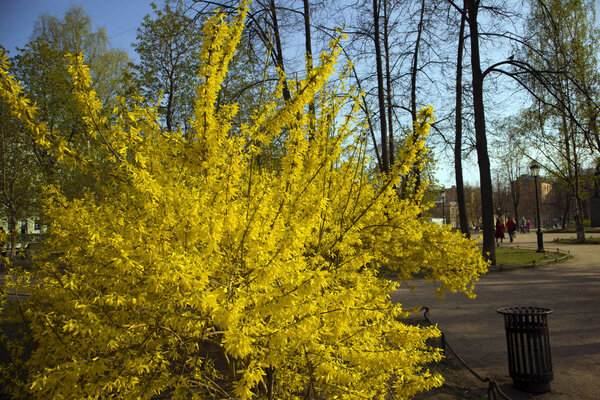 Lush bush of blooming Forsythia Intermedia covered with bright yellow flowers growing in the park