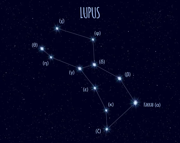 루푸스 별자리 빛나는 하늘에 이름과 — 스톡 벡터