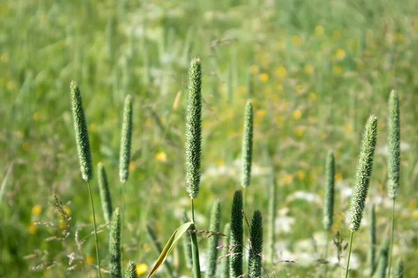 Pradera Verano Verde Con Espigas Hierba Perenne Phleum Pratense Primer — Foto de Stock