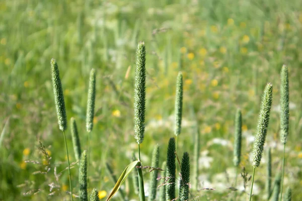 前景に多年生草のPhleum Pratenseのスパイクを持つ緑の夏の牧草地 — ストック写真